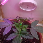 six-shooter-auto-fem-fastbuds.jpg