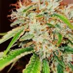 watermelon-zkittlez-fem-barneys-farm.jpg