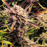 gelato-auto-fem-Semyanich.jpg