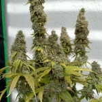strawberry-amnesia-fem-herbies-seeds.jpg