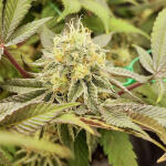 poddy-mouth-fem-humboldt-seed-company.jpg