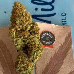 vanilla-latte-auto-fem-humboldt-seed-company.jpg