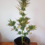 orange-apricot-glue-xl-auto-fem-sweet-seeds.jpg