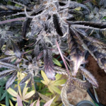 papaya-zoap-auto-fem-sweet-seeds.jpg