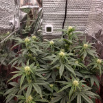 auto-galaxy-fem-pyramid-seeds.jpg