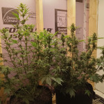cbd-lemon-auto-fem-herbies-seeds.jpg