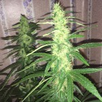 l.a._amnesia_paradise_seeds.JPG