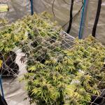 mac-n-jack-r1-fem-ethos-genetics.jpg