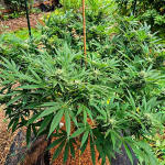 gorilla-cookies-ff-fem-fastbuds.jpg