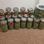gorilla-glue-4-fem-blimburn-seeds.jpg