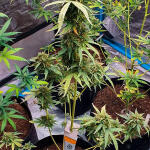 keep-frosted-guava-autoflower-fem-seedkeepers.jpg