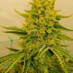 trainwreck-fast-version-fem-seedkeepers.jpg