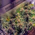 keepers-og-autoflower-fem-seedkeepers.jpg