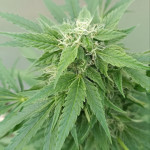 sugar-black-rose-early-version-fem-delicious-seeds.jpg