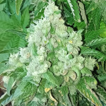 super-skunk-fem-nirvana-seeds.jpg