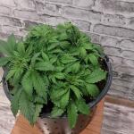 whiskey-zulu-auto-fem-7ch-american.jpg