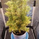 apple-betty-fem-herbies-seeds.jpg