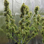 mimosa-cake-auto-fem-fastbuds.jpg