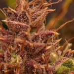 strawberry-cheesecake-auto-fem-humboldt-seed-company.jpg