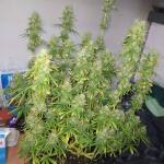 wedding-cake-auto-fem-barneys-farm.jpg