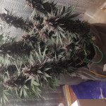 auto-purple-fem-pyramid-seeds.jpg