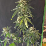 blueberry-muffin-fem-humboldt-seed-company.jpg
