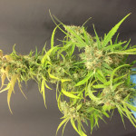 goldmine-fem-heavyweight-seeds.JPG