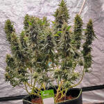 gorilla-cookies-ff-fem-fastbuds.jpg