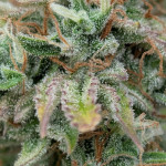 purple-punch-og-xl-auto-fem-sweet-seeds.jpg