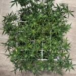 special-tangie-auto-fem-Semyanich.jpeg
