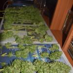 blueberry-cheese-auto-blue-cheese-auto-fem-barneys-farm.jpg