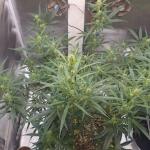 moonshine-cookies-auto-fem-7ch-american.jpg