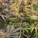 punchberry-cookies-rbx-fem-ethos-genetics.jpg