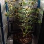 purple-juice-auto-fem-herbies-seeds.jpg