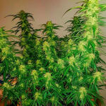 zkittlez-auto-fem-Semyanich.jpg