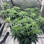 ballers-game-fem-ethos-genetics.jpg