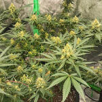 grandmommy-purple-fem-herbies-seeds.jpg