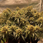 mimosa-cake-auto-fem-fastbuds.jpg