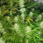 mimosa-shot-fem-herbies-seeds.jpg