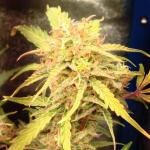 purple-juice-auto-fem-herbies-seeds.jpg