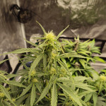 jealousy-z-xl-auto-fem-sweet-seeds.jpg