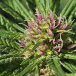 lemon-cherry-runtz-fem-fastbuds.jpg