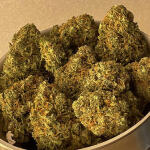mimosa-cake-auto-fem-fastbuds.jpg