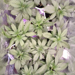 auto-gorilla-fem-00-seeds.jpg