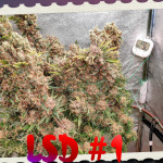 lsd-barneys-farm.jpg