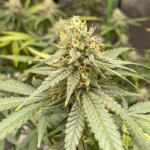 blueberry-muffin-fem-humboldt-seed-company.jpg