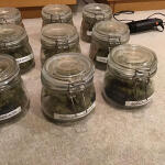 godzilla-cookies-auto-fem-herbies-seeds.jpg