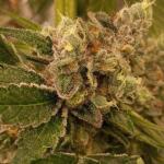 nuggz-r1-fem-ethos-genetics.jpg