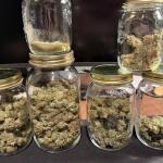 nuggz-r1-fem-ethos-genetics.jpg