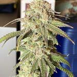 blueberry-muffin-fem-humboldt-seed-company.jpg